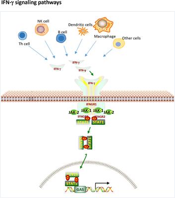 IFN-γ, should not be ignored in SLE